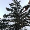 anacristyr